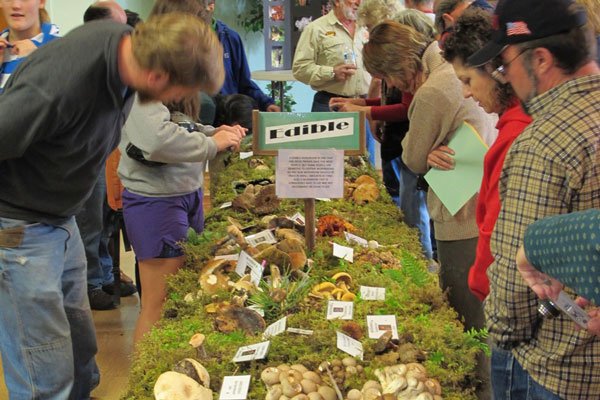 Mushroom lovers take shelter at show