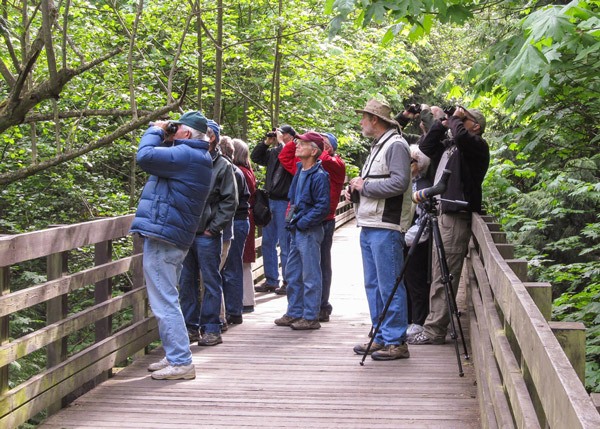 By both land and sea groups of birders of all levels and interests flock together to explore the Olympic Peninsula from Neah Bay to Sequim Bay throughout the annual