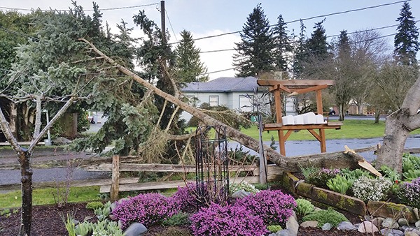 Contributor Jan Nelson found some storm damage outside her Carlsborg home on March 1.