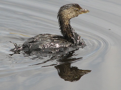 Training offered on oiled bird care