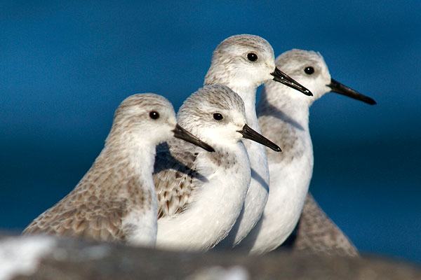 Our Birds: Year of the ...