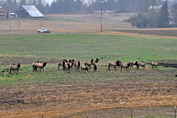 Advisory: Sequim Elk herd on the move again