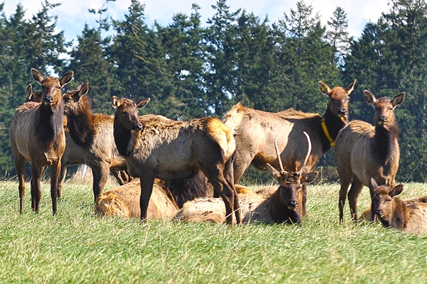 Elk culling under way