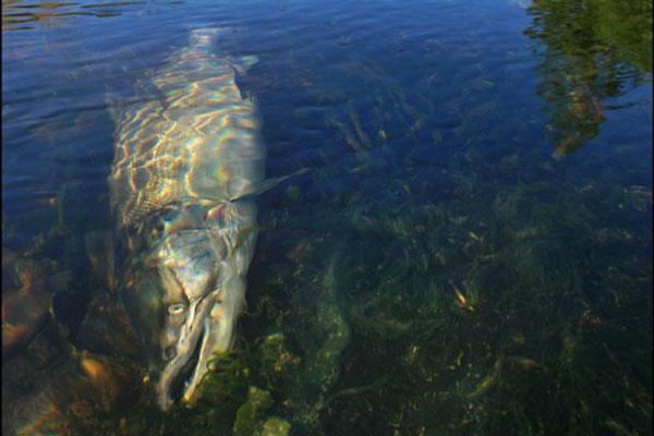 Land Trust to highlight salmon recovery efforts