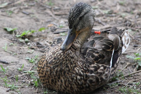 Howard the duck recovering nicely