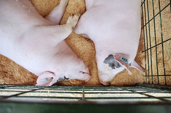 Scene from the 2014 Clallam County Fair