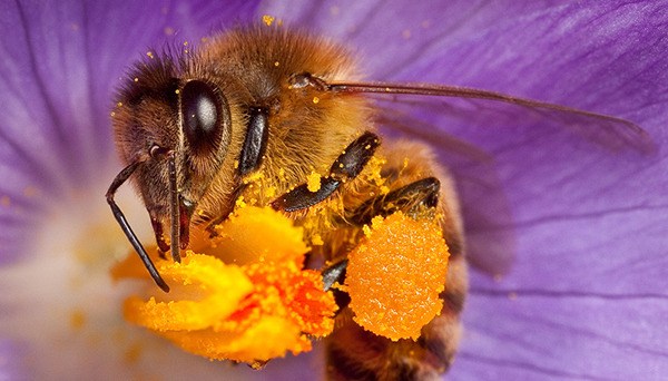 Get It Growing: Bees, yellow jackets and hornets - beneficial  or not?