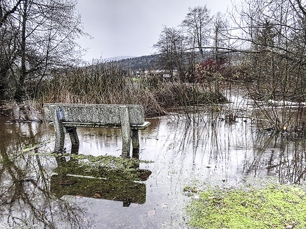 Contributor Rich Taylor took a walk/swim around the Olympic Discovery Trail at Carrie Blake Park. “I ran into an obstacle as the spillover from the pond blocked the path — it seems that you needed to be a duck to watch the ducks