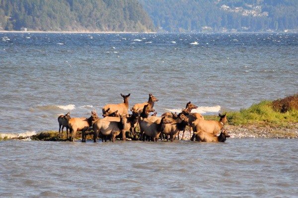 Elk hunters held at gunpoint