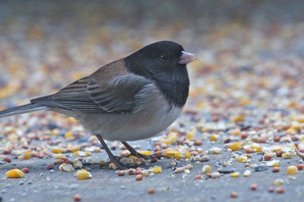 Beating the cold, one feather  at a time