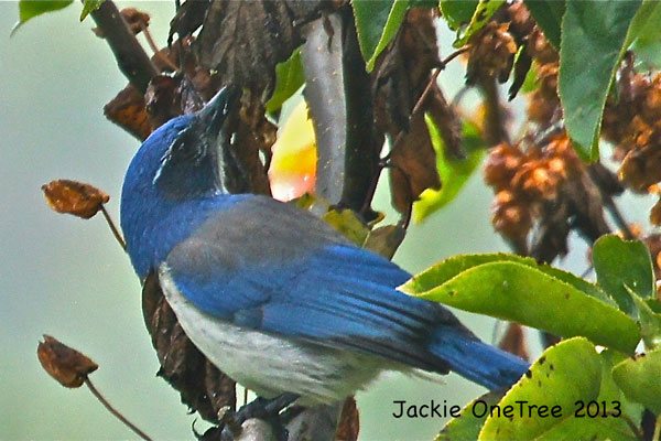 Our Birds: ‘Twas the year that was!