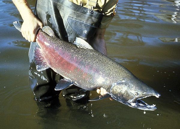 Chinook retention to end off Neah Bay