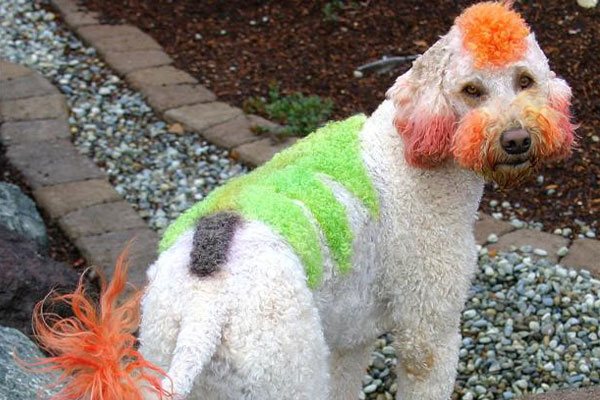 Christmas tree Labradoodle