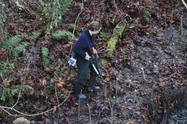 High water flow erodes trail bank