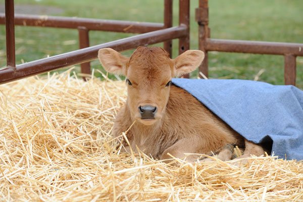 Barnyard to schoolyard, celebrating National FFA Week