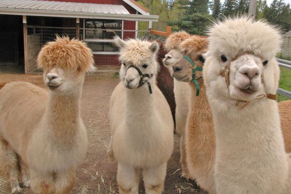 Happy Valley Alpaca Farm sheds fur, light on niche product