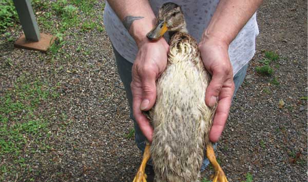 Darted duckling on the mend