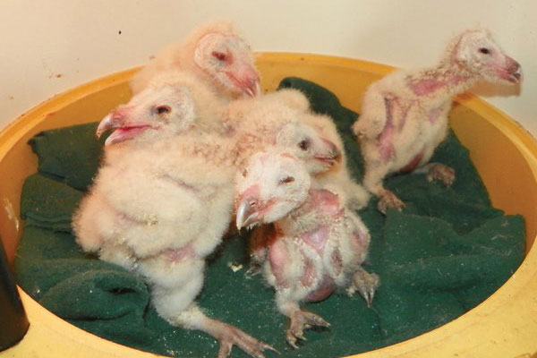 Raptor, wildlife center preps eight owls for release