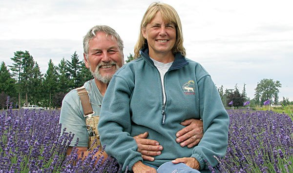 Learn of lavender from the farmers