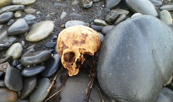 Skull washes up on Elwha shore