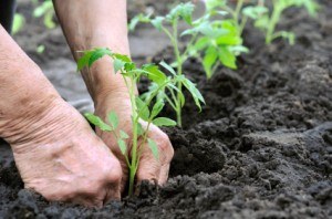 Lecture on lasagna gardening set for Saturday