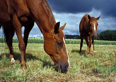 Workshop on horse grazing set