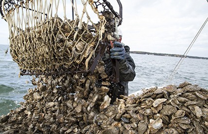 State modifies sport oyster seasons on public tidelands