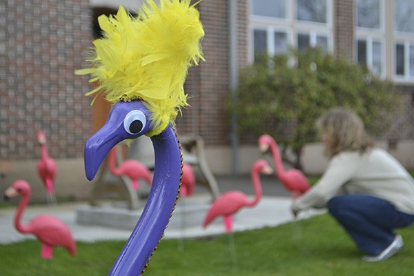 Flamingos may be coming to a neighborhood near you as a benefit for the 2014 Sequim High School graduating class party.