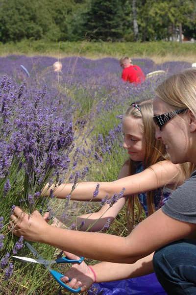 he Sequim Lavender Festival had a good showing but not good enough to make it into the top 10 in the Best Flower Festival contest hosted by USA Today.