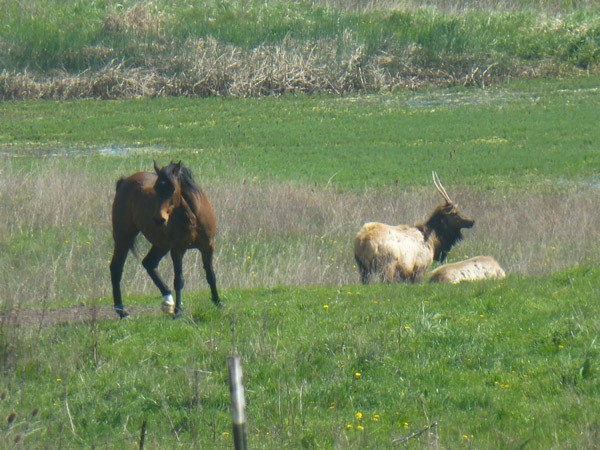 Contributor Pauline Geraci spotted this truly Sequim scene of a horse-and-elk meeting near Simdars Road recently.