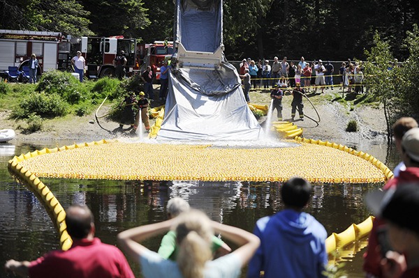 Participants in the 2014 Annual Duck Derby eagerly await the “splashdown” of ducks at Lincoln Park in Port Angeles. More than 40 prizes and $25