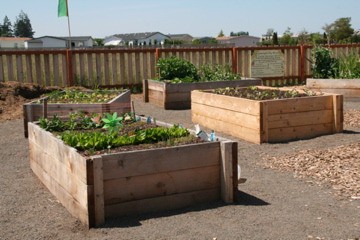 Growing community through gardens