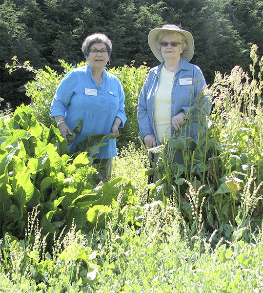 Veteran Master Gardeners Barbara Heckard and Sally Tysver will present “Using Herbs From Your Garden” at noon Thursday