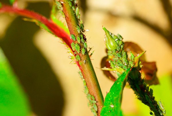 Aphids attack the tender growth of plants and typically are found clustering on succulent young shoots