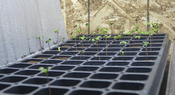 Cannabis seedlings owned by Tom Ash