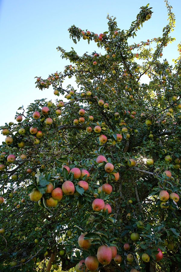 AppleStock opens this weekend offering free apple cider