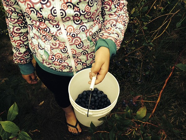 A glean at Blueberry Haven in Joyce in 2014.