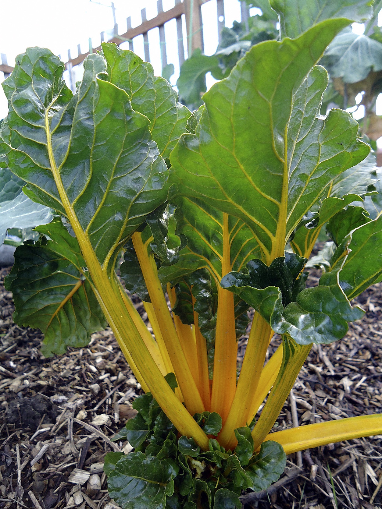 Get It Growing: Beets and chard add value to the vegetable garden ...