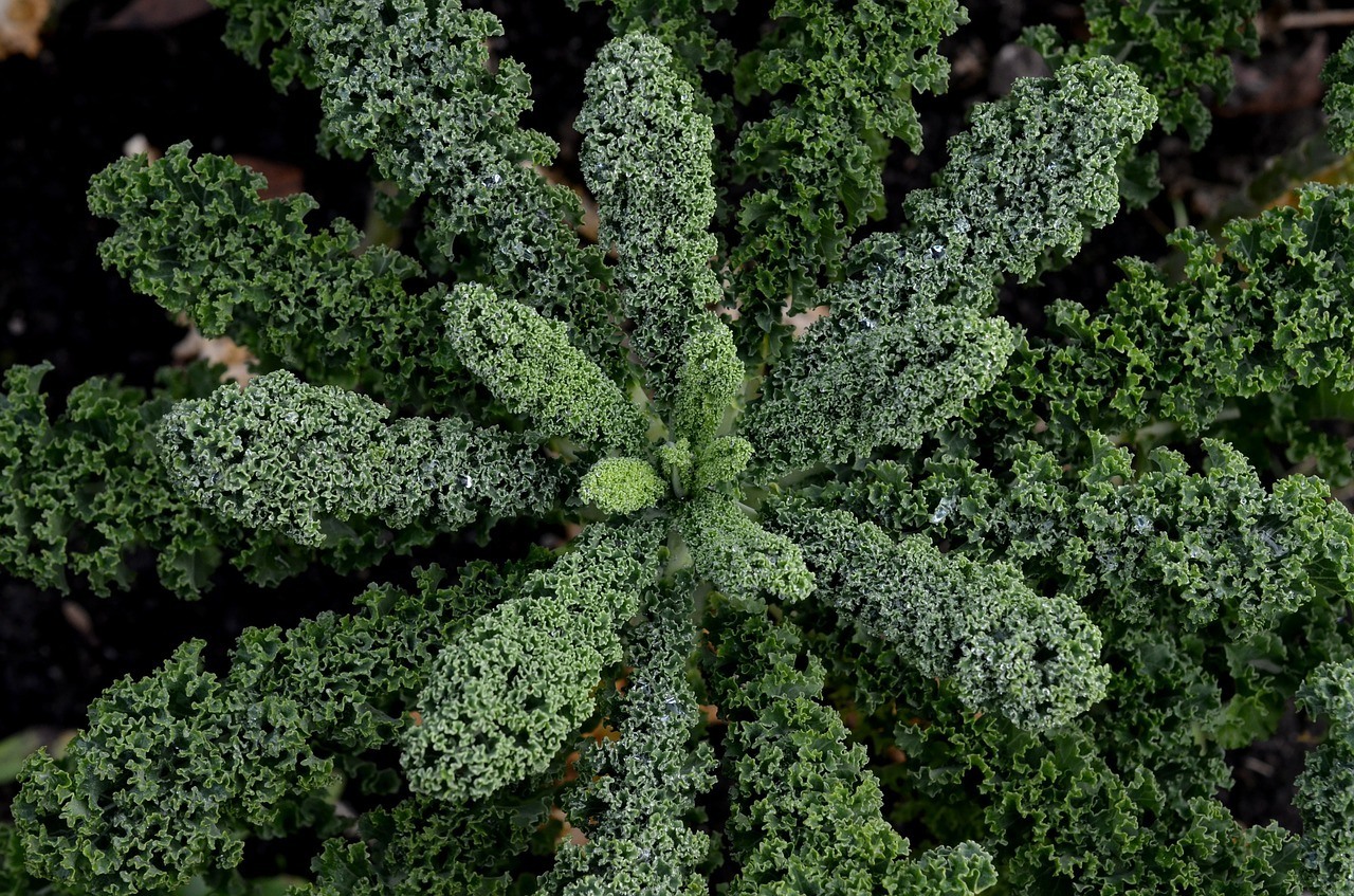 Kale comes in shades of green