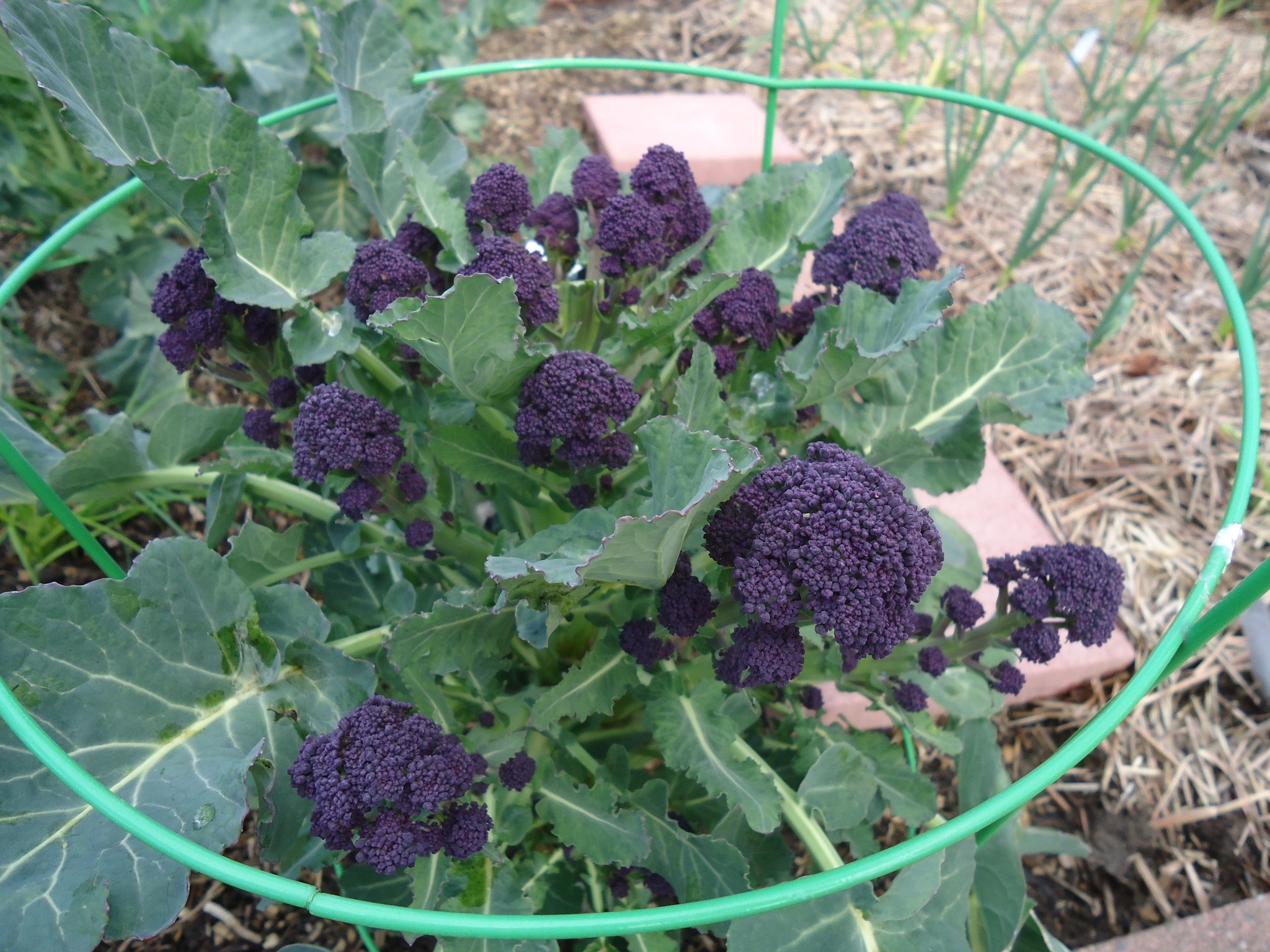 Sprouting broccoli is a large plant with multiple smaller heads branching off its main stalk. It is often planted in mid- to late summer and overwintered