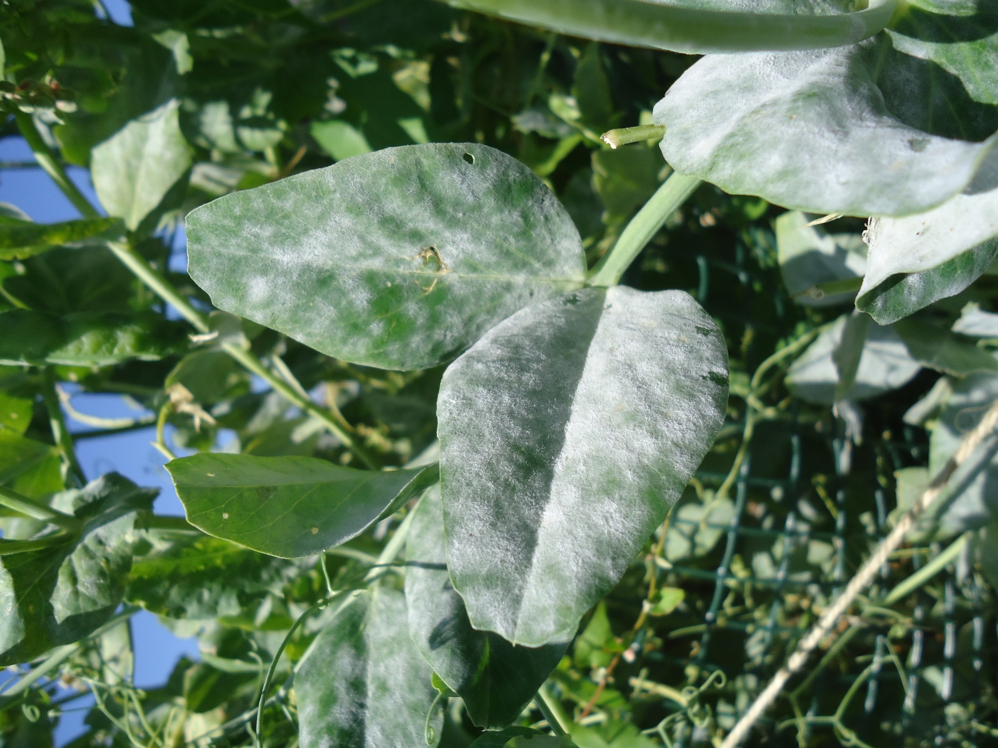 If you see the white powdery coating suggestive of powdery mildew