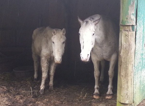 Anna and Elsa are a pair of horses Olympic Peninsula Equine Network members rescued in late February.