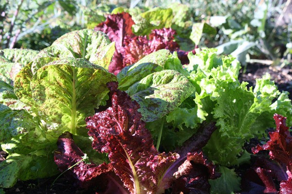 Lettuce leaf color and texture vary with the variety. Seed mixes