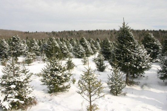 OTA to hold public preview of decorated O’Tannenbaum trees