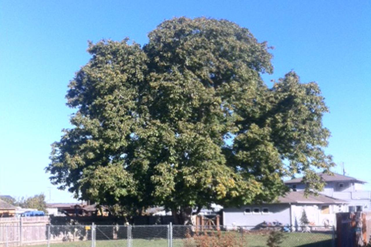 Trees with stories: English walnut