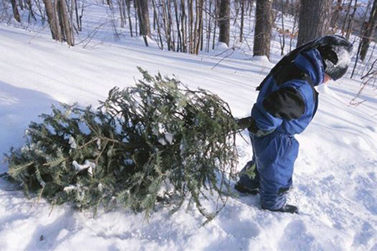 Olympic National Forest holiday tree permits available now