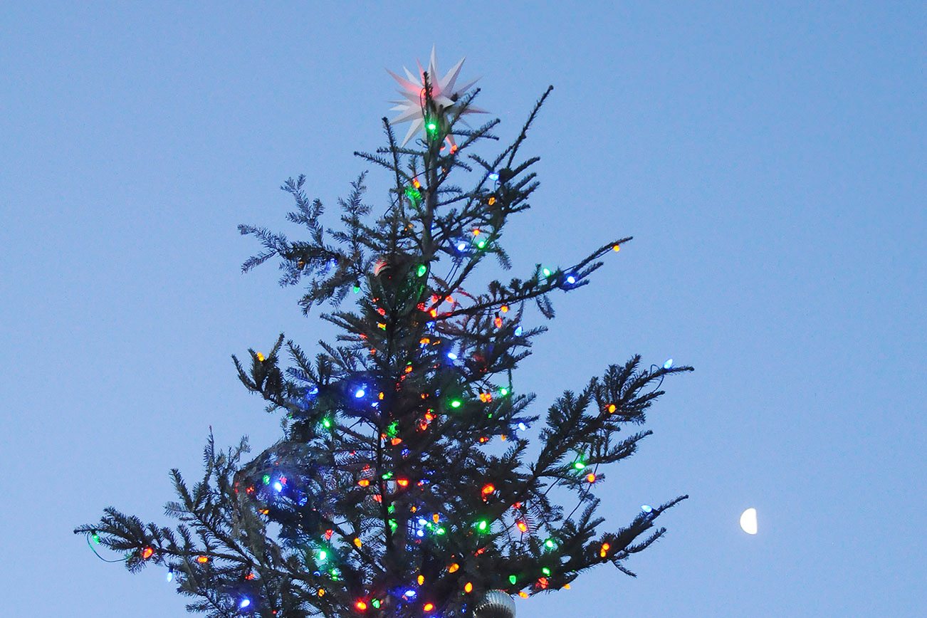 Trees With Stories: Sequim’s Holiday Fir