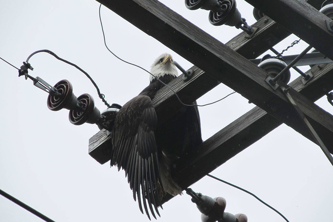 Local entities help rescue bald eagle