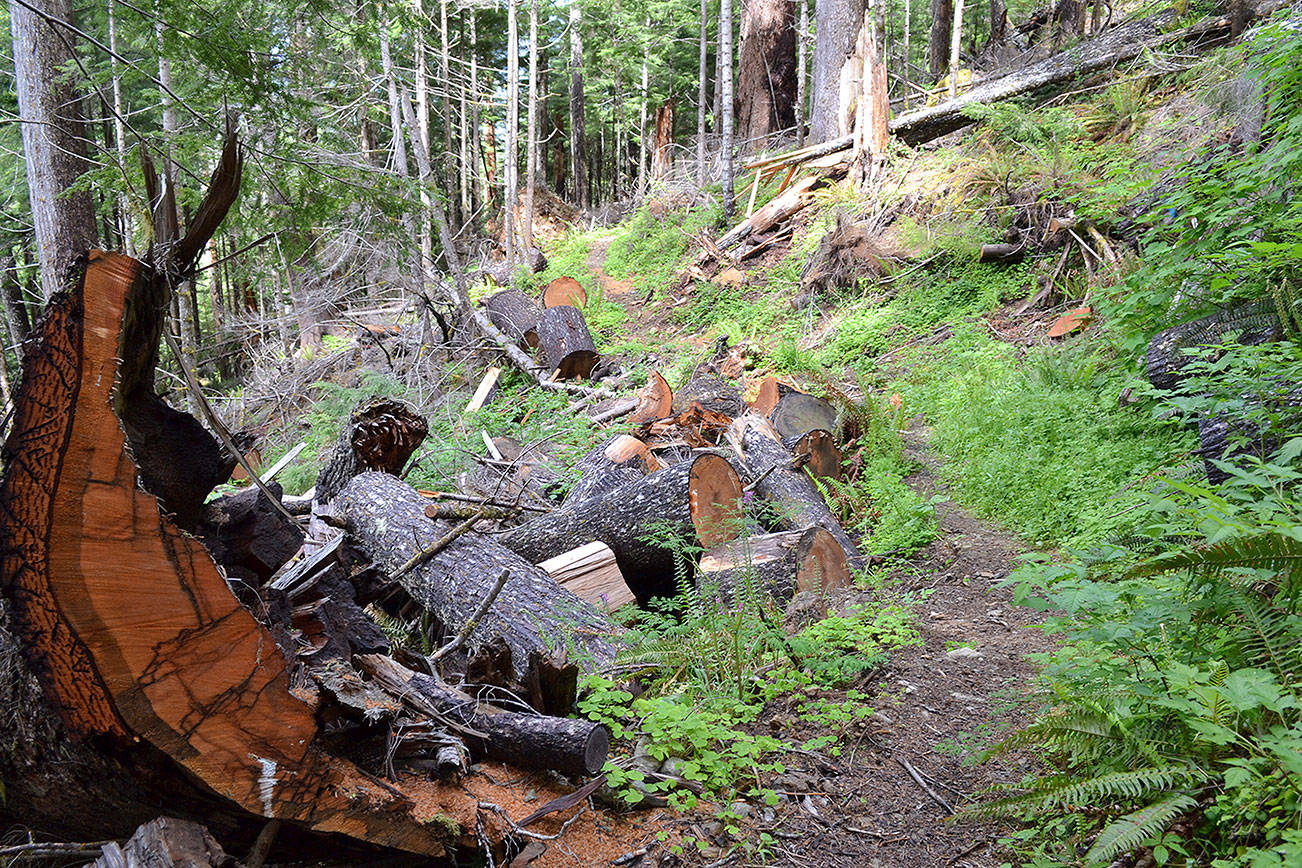 Forest Service considers closing 30-plus miles of roads near Sequim