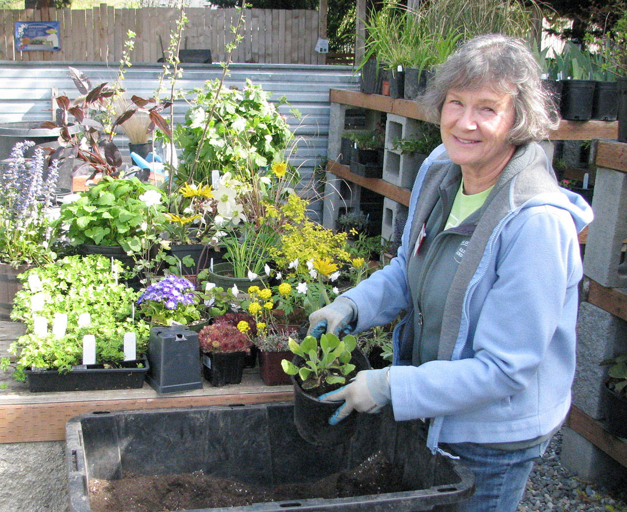 Betsy Burlingame, Master Gardener Plant Sale chairman, readies potted plants for the sale. Photo by Amanda Rosenberg